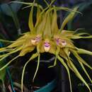 Image de Bulbophyllum virescens J. J. Sm.