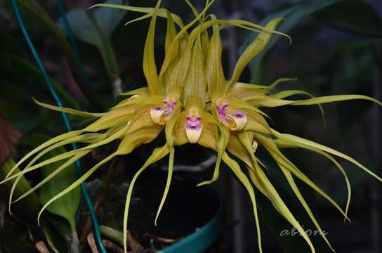 Image of Bulbophyllum virescens J. J. Sm.