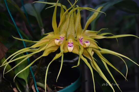 صورة Bulbophyllum virescens J. J. Sm.