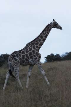 Image of Giraffe