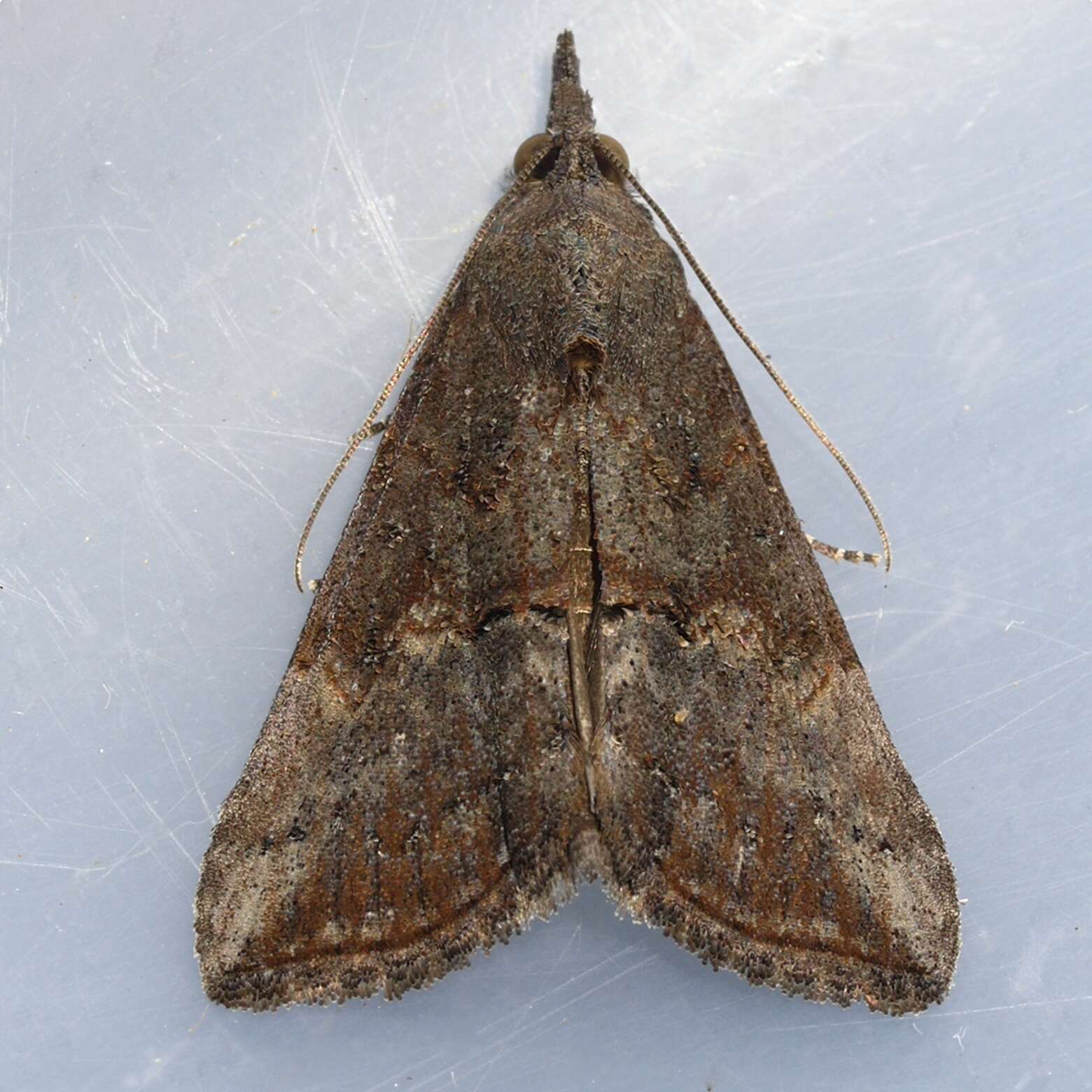 Image of Lepidoptera