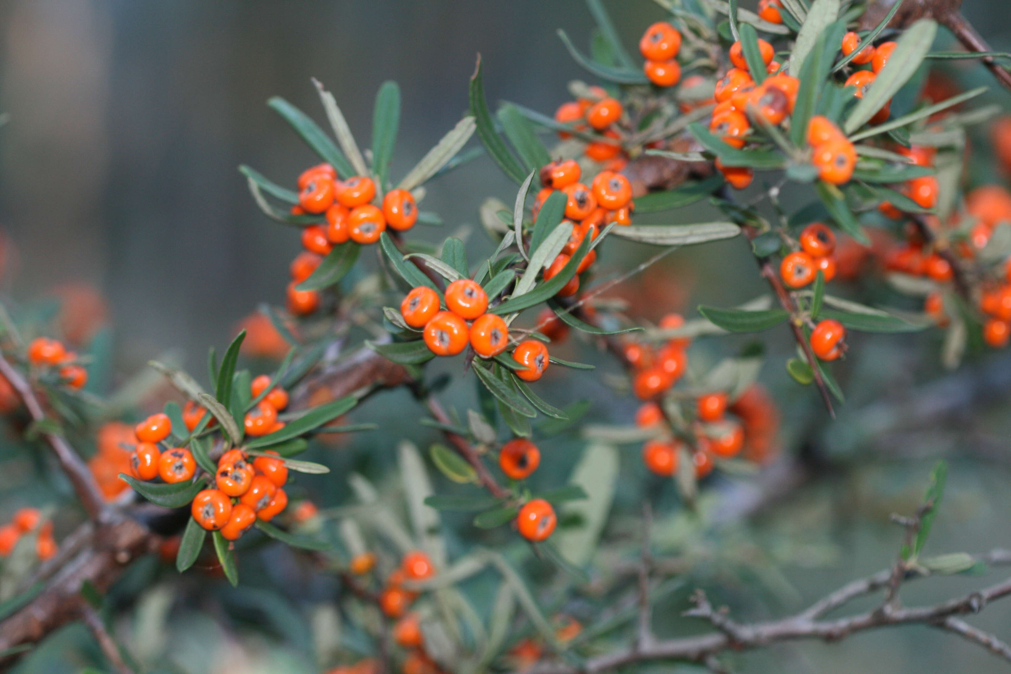 Image de Buisson ardent