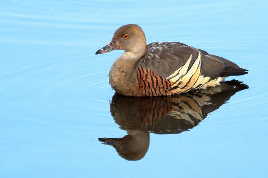 Image of Grass Whistling Duck