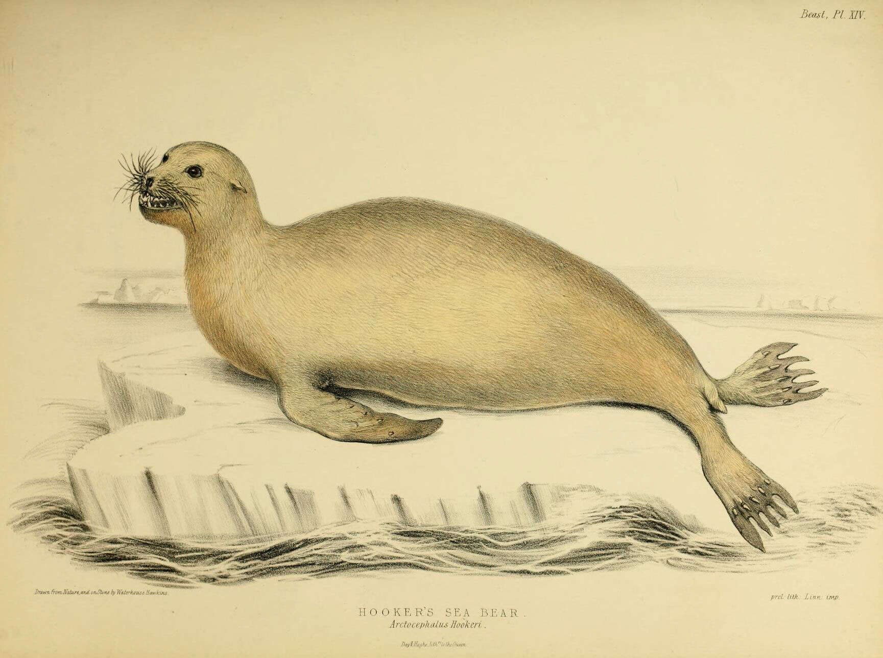 Image of New Zealand sea lion