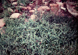 Image of Commelina ensifolia R. Br.