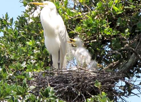 Image of Great Egret