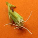 صورة Litothamnus nitidus (DC.) WC. Holmes