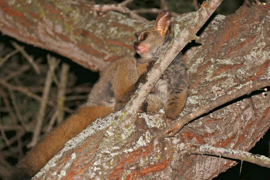 Image of Brown Greater Galago