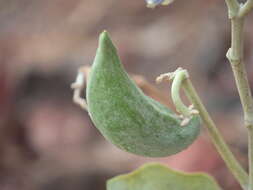 Image of calotropis