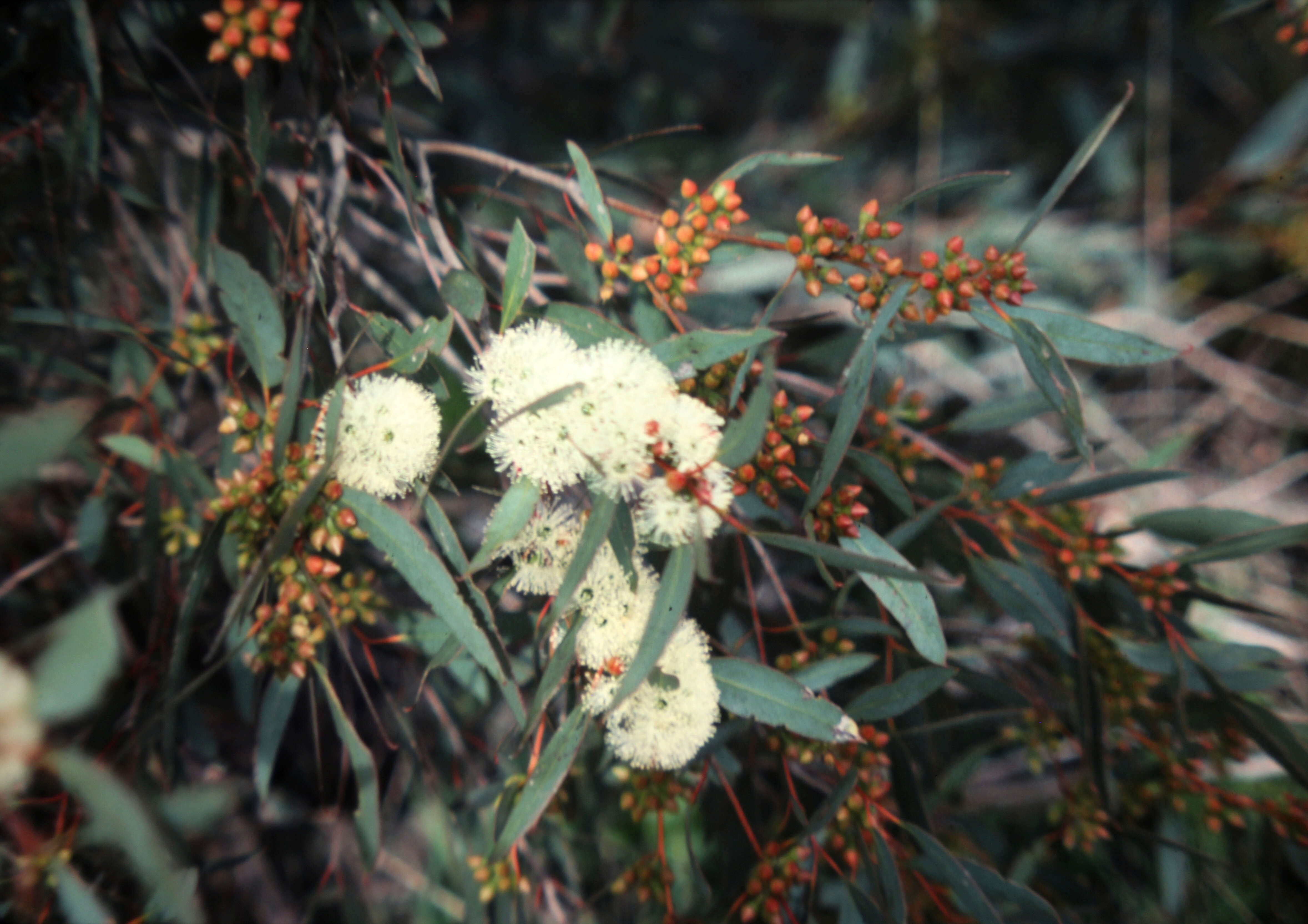 Imagem de Eucalyptus diversifolia subsp. diversifolia