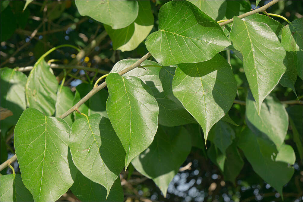 Image of Osage-orange