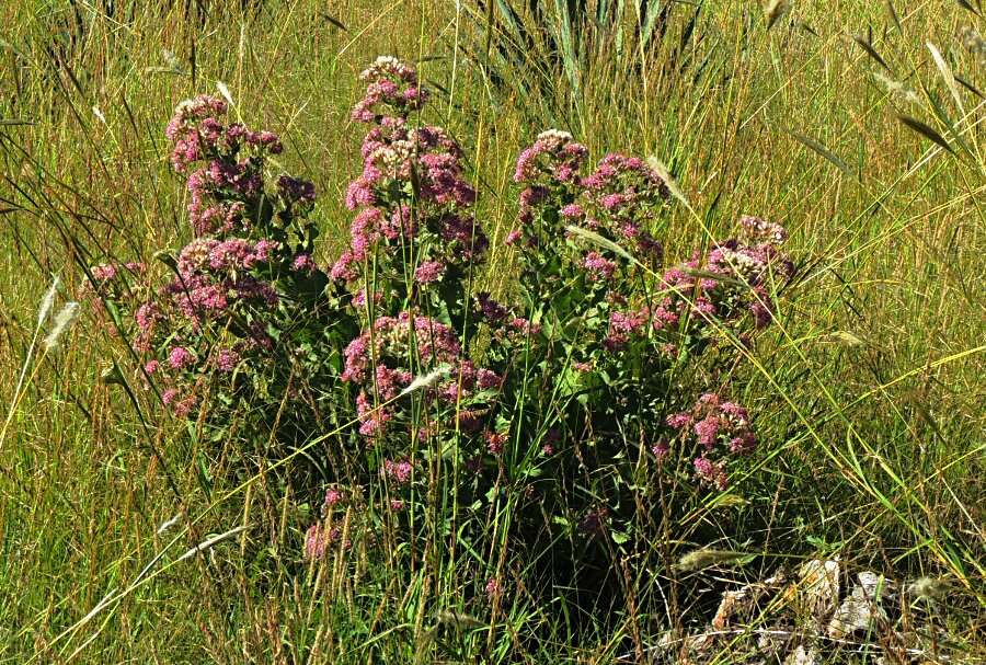 Image of desertpeony