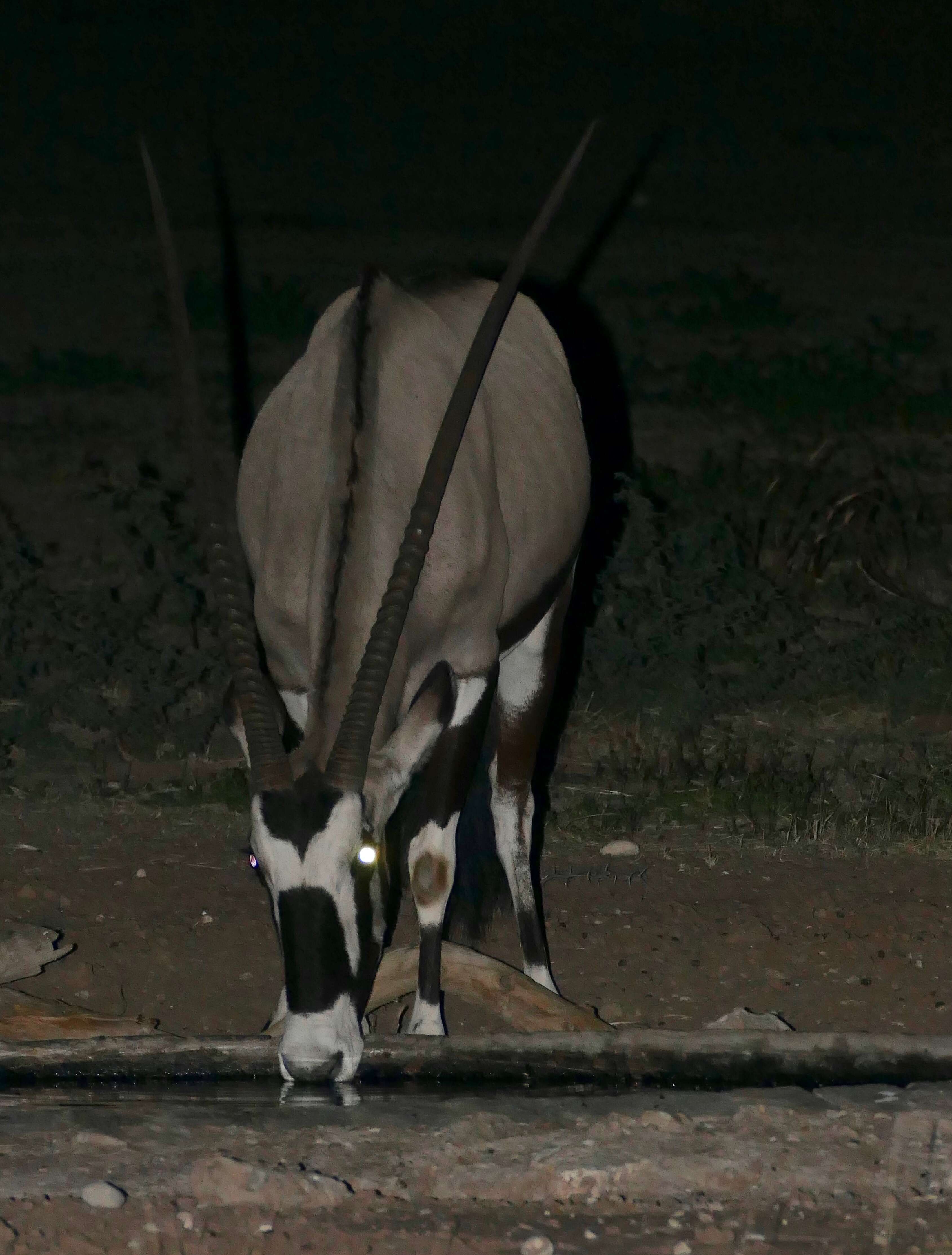 Image of Gemsbok