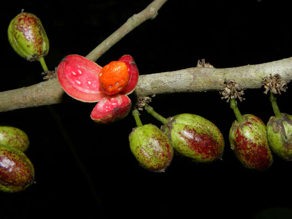 Image of Casearia hirsuta Sw.