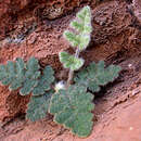 Image of Cheilanthes canescens (Kunze) Mett.