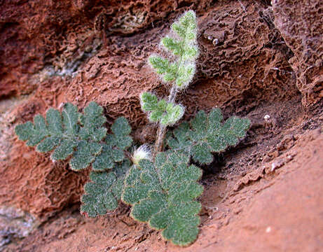 Image of Cheilanthes canescens (Kunze) Mett.