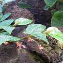 Image of Begonia mannii Hook. fil.