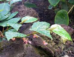 Image of Begonia mannii Hook. fil.