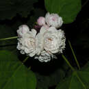 Image of Clerodendrum philippinense Elmer