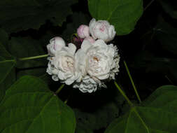 Image of Clerodendrum philippinense Elmer