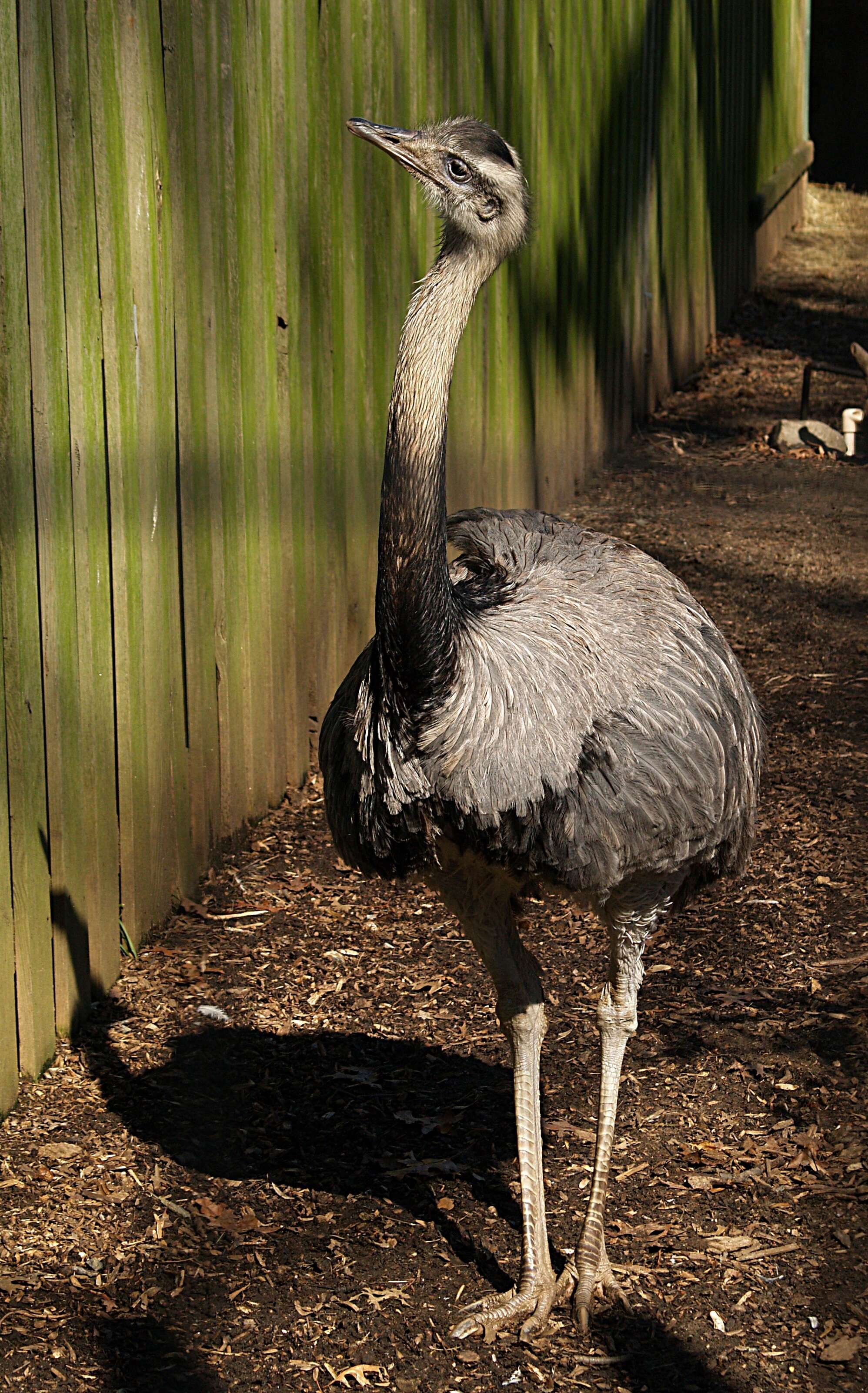 Image of Rheas