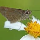 Image of Three-Spotted Skipper