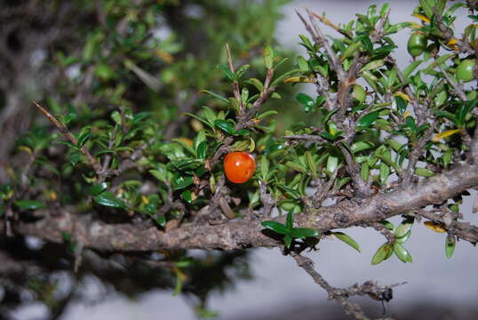 Image of Coprosma nitida Hook. fil.