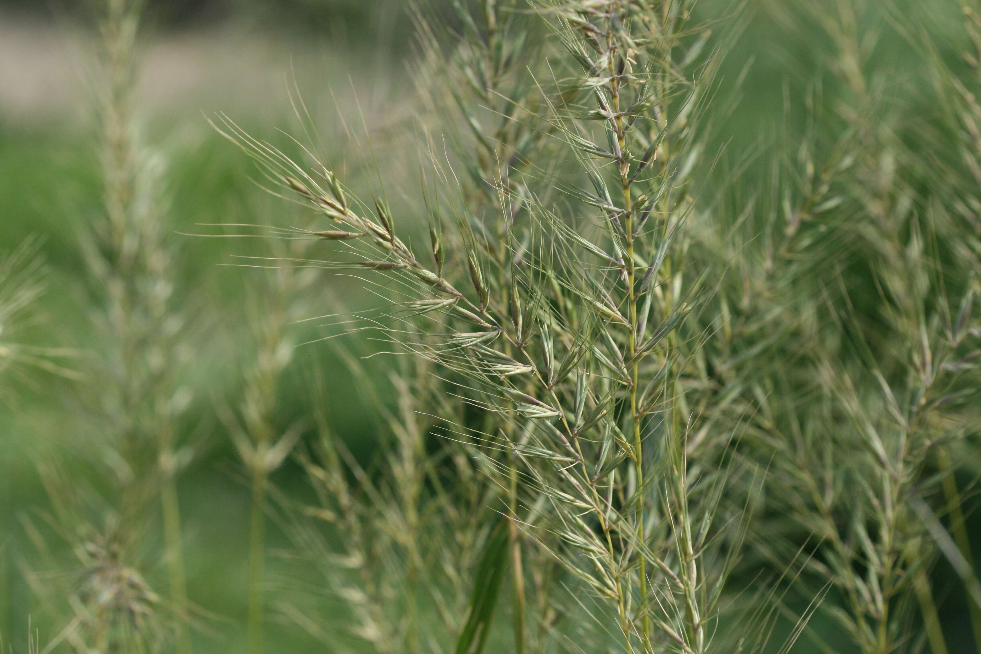 Image of Eastern Bottle-Brush Grass
