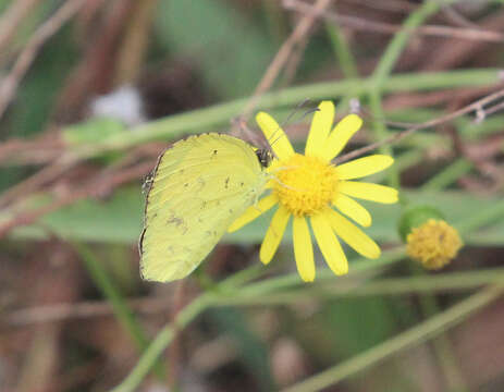 Image of Eurema