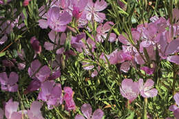 Image de Clarkia dudleyana (Abrams) J. F. Macbr.