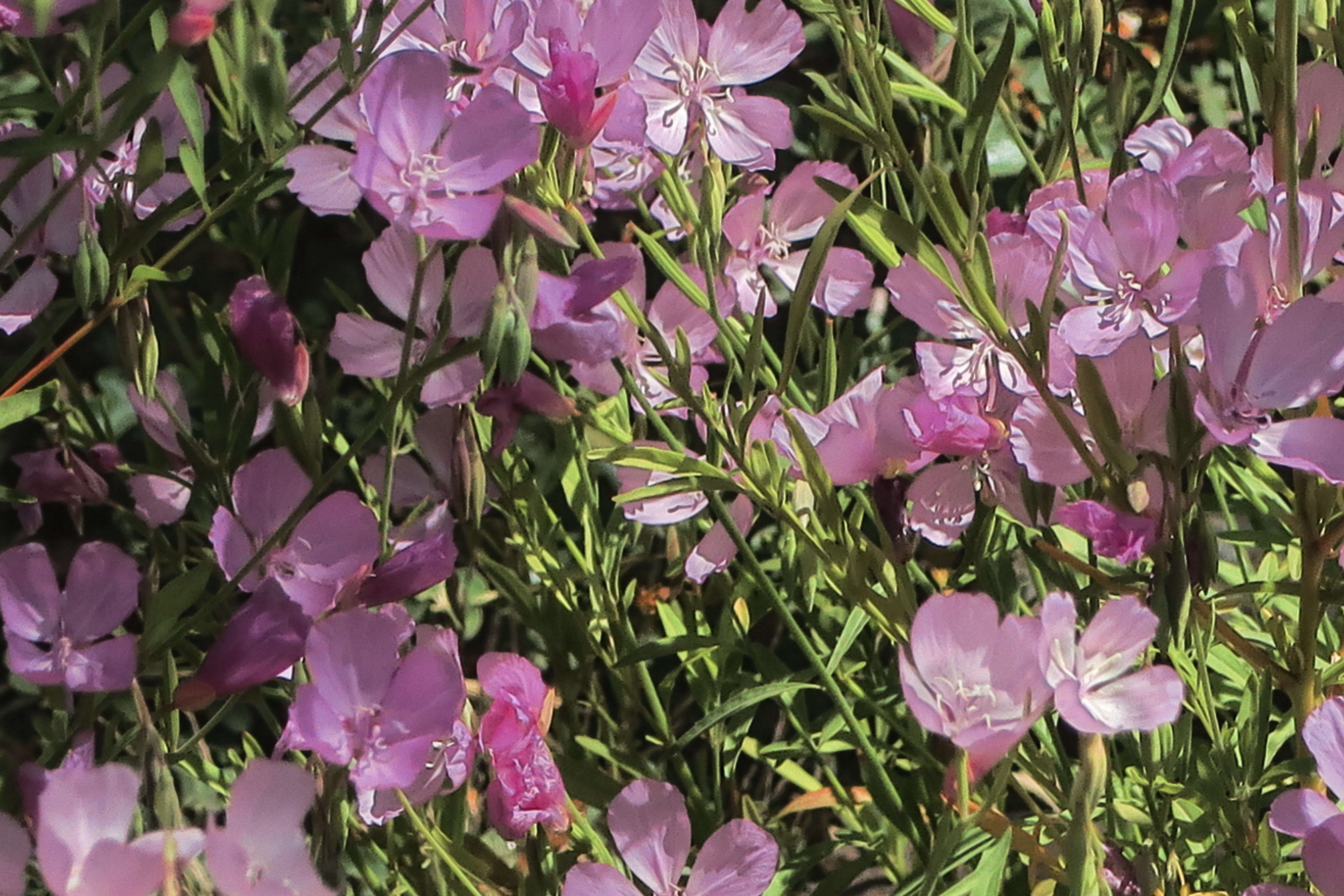 Image de Clarkia dudleyana (Abrams) J. F. Macbr.