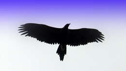 Image of Wedge-tailed Eagle