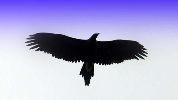 Image of Wedge-tailed Eagle