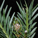 Image of Wollemi Pine