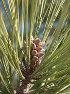 Image de Pinus torreyana Parry ex Carrière