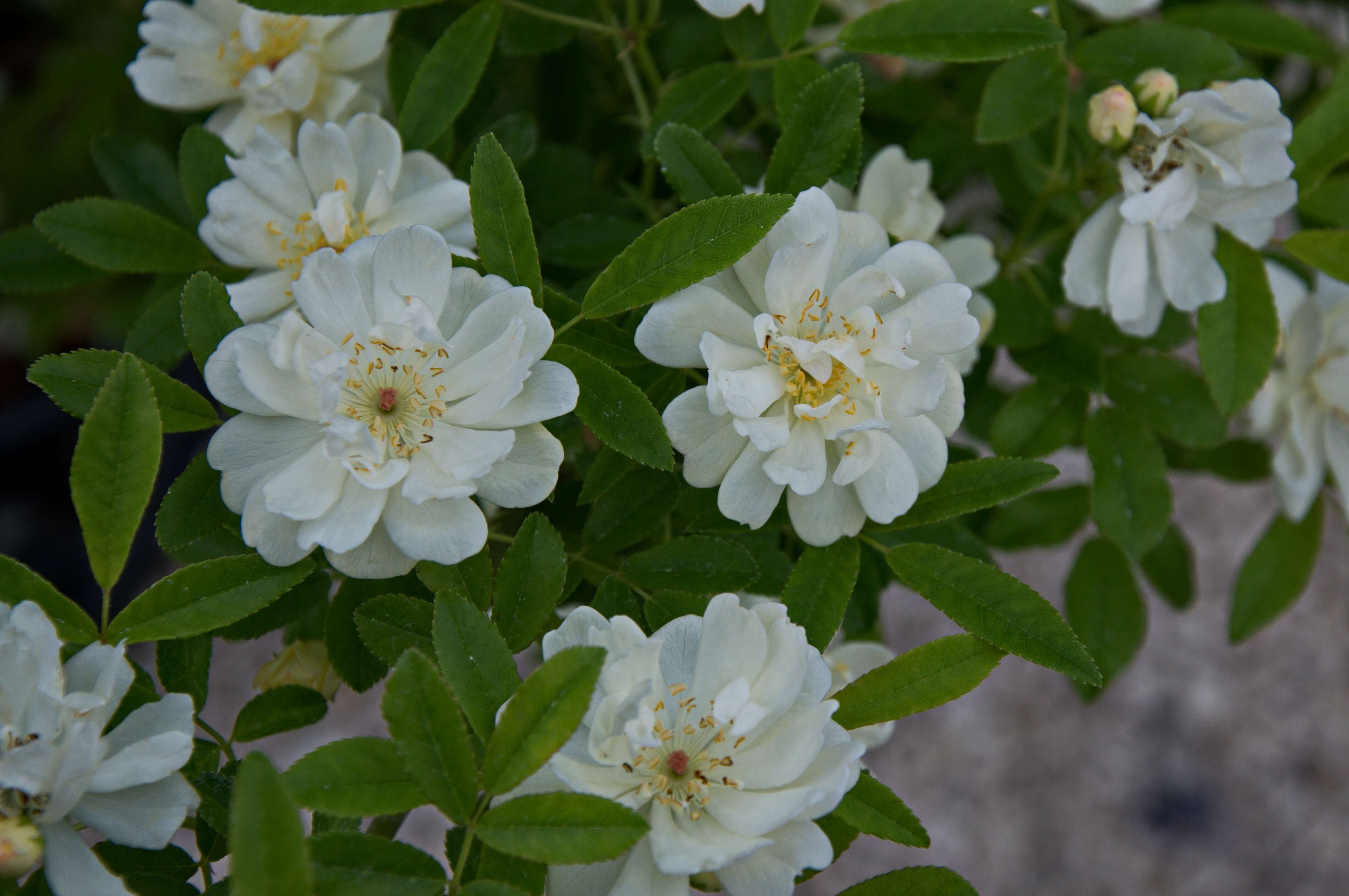 Image de Rosa banksiae lutea (Lindl.) Rehd.