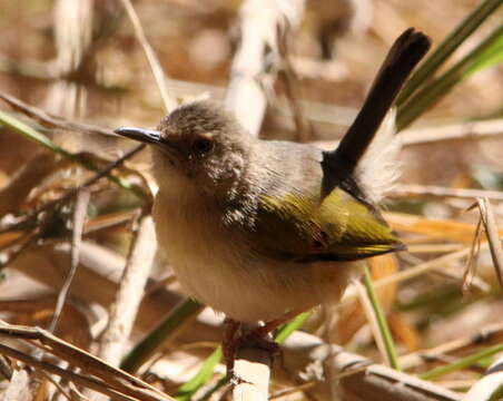 Image of Camaroptera Sundevall 1850