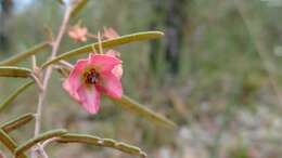 Image of Lasiopetalum