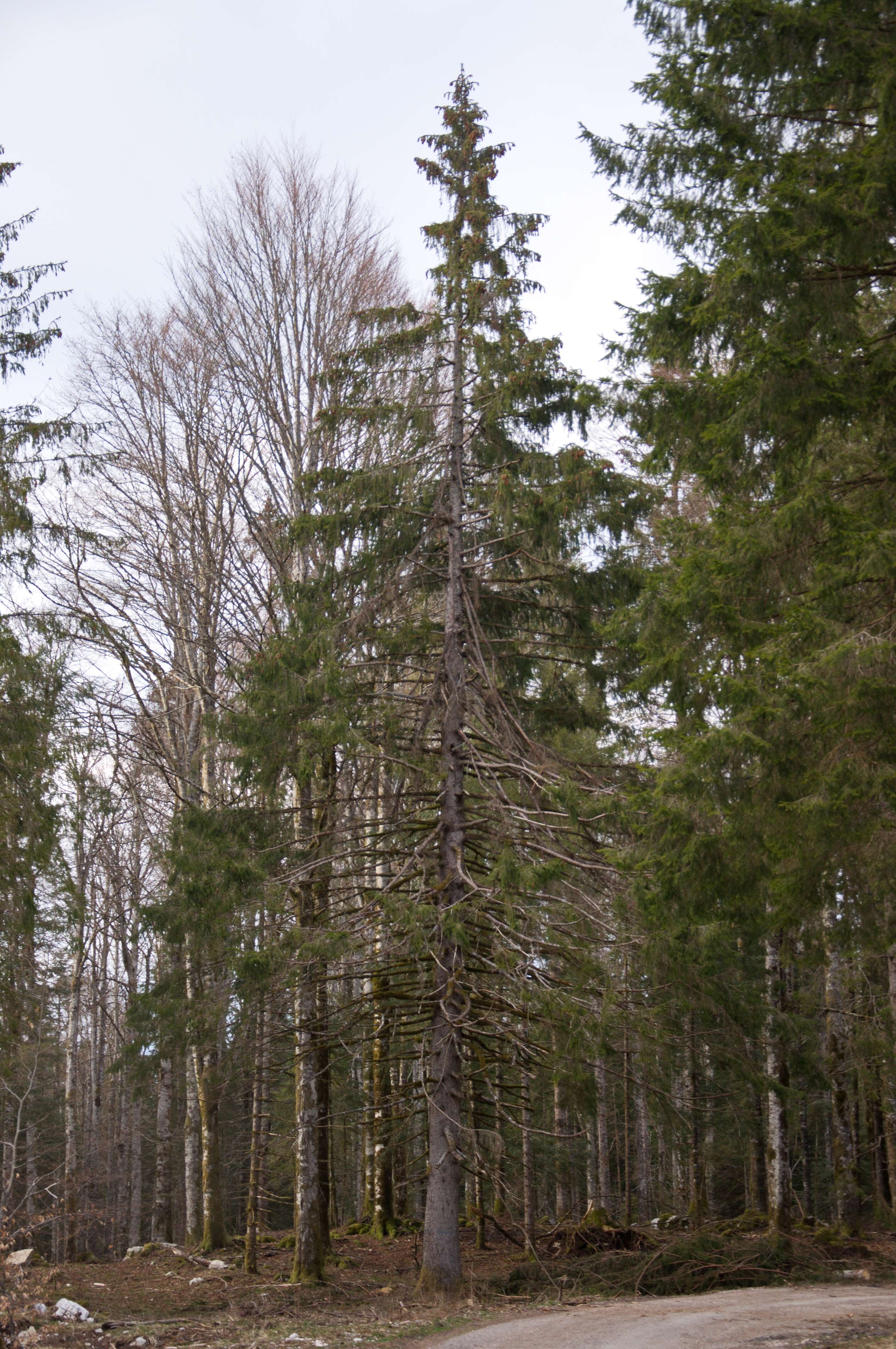 Image of Silver Fir