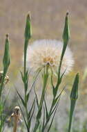 Image of goatsbeard