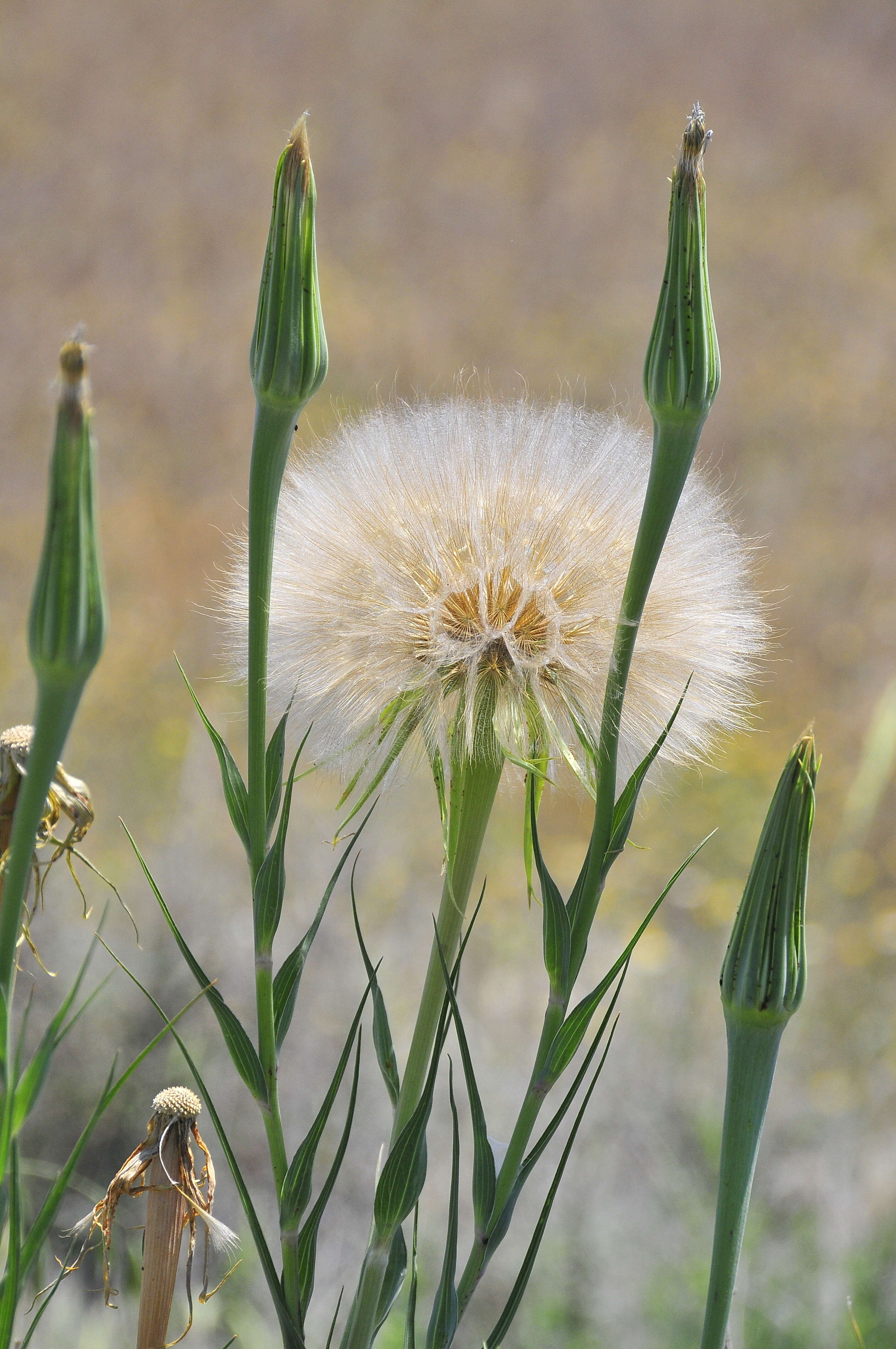 Image of goatsbeard