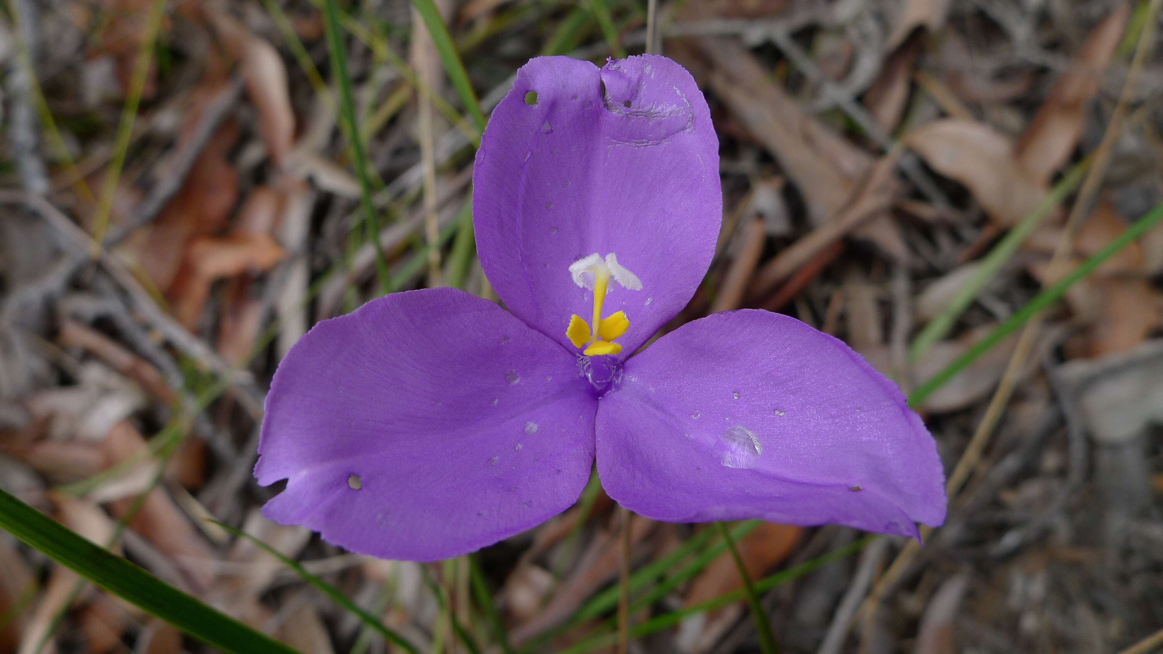 Image of Patersonia sericea R. Br.