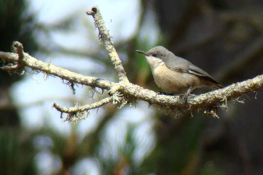 Image of Pygmy Nuthatch