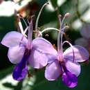 Image of Rotheca myricoides subsp. myricoides