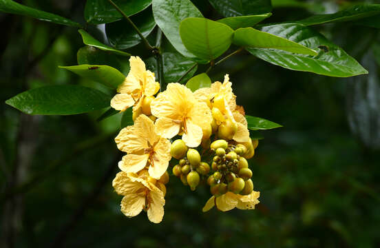 Image de Senna latifolia (G. Mey.) H. S. Irwin & Barneby