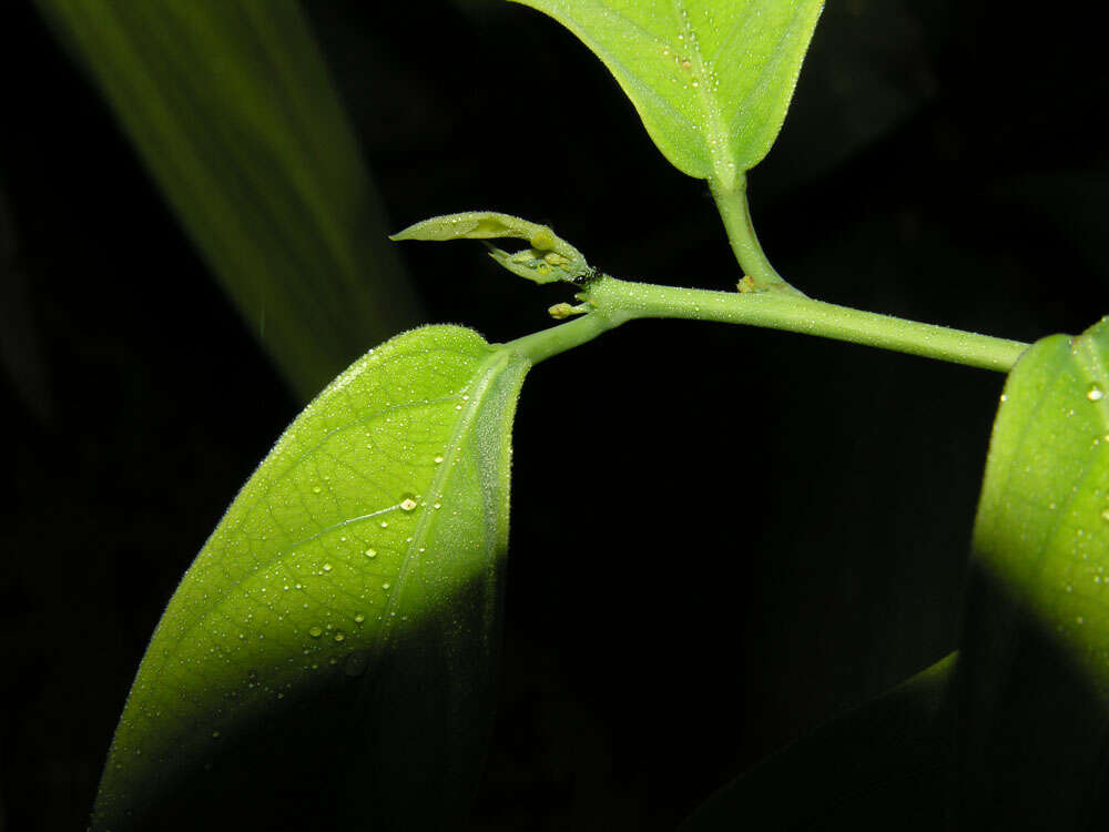 Image of Passiflora pittieri Mast.