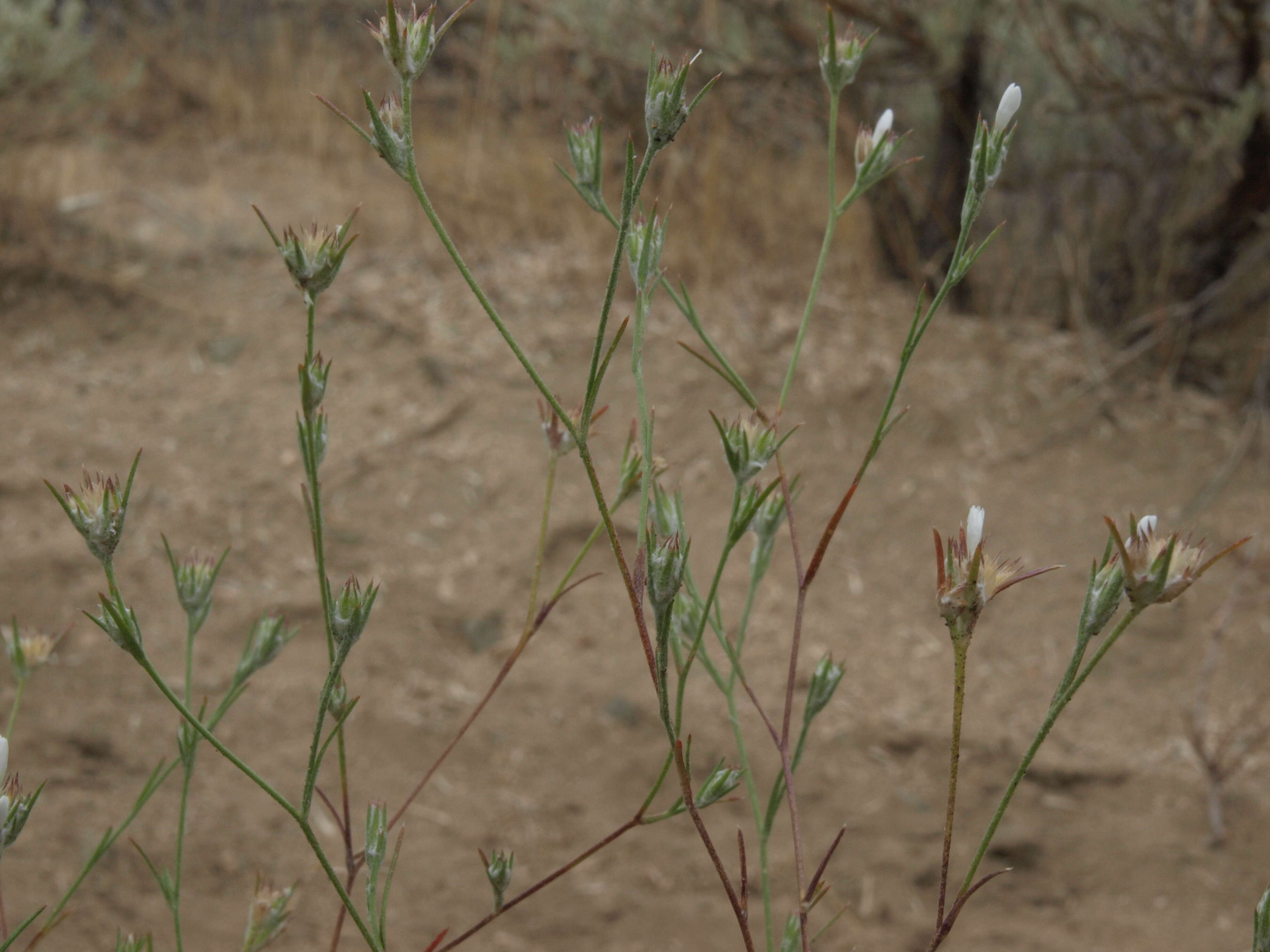 Image of Great Basin woollystar