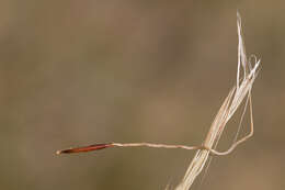 Image of Austrostipa pubinodis (Trin. & Rupr.) S. W. L. Jacobs & J. Everett