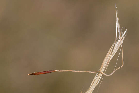 Image of Austrostipa pubinodis (Trin. & Rupr.) S. W. L. Jacobs & J. Everett