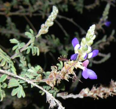 Image of prairie clover